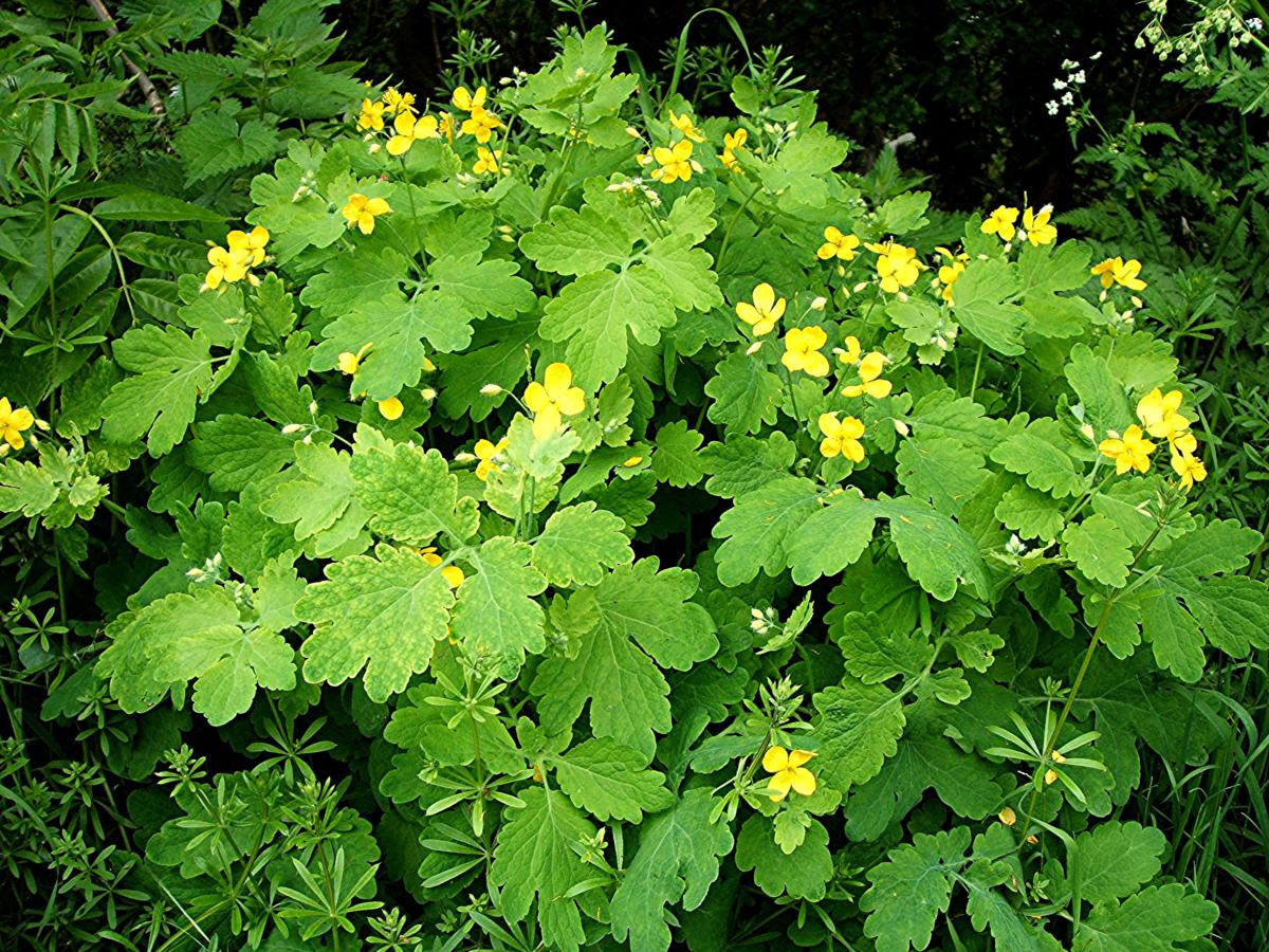 greater celandine